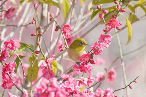 メジロと梅の花
