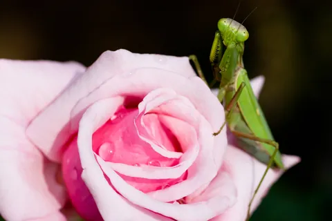 ハラビロカマキリと薔薇