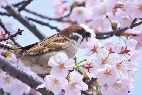 スズメと桜の花