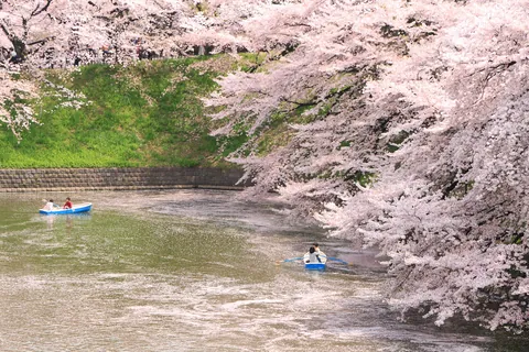 Chidorigafuchi con i ciliegi in piena fioritura