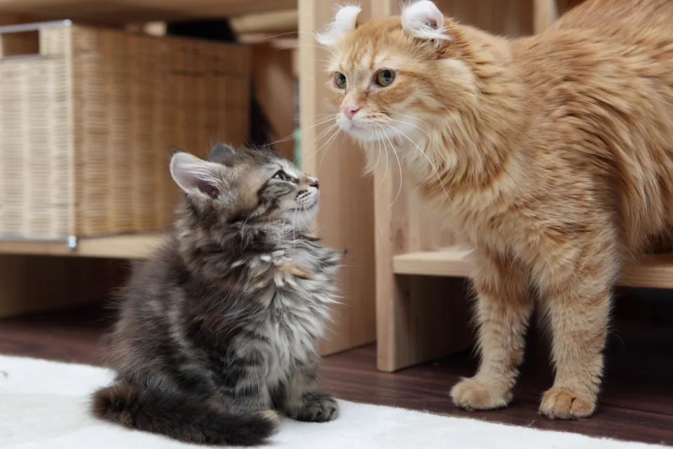 Races de chats