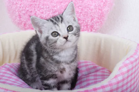 American shorthair