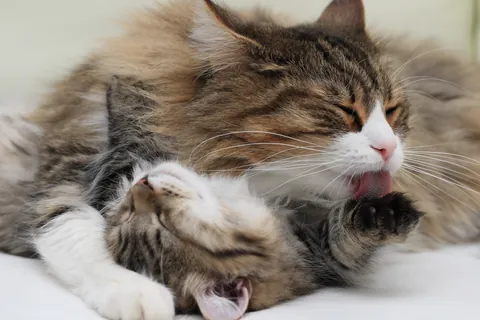 Chat des forêts norvégiennes