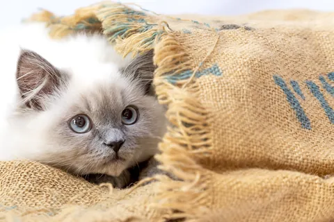 Himalayen
