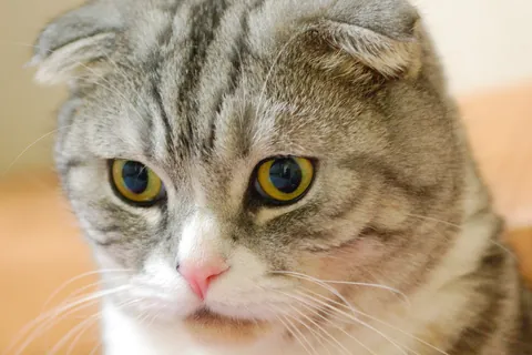 Scottish fold