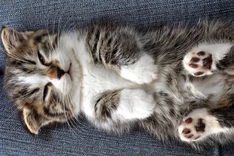 Munchkin