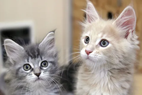 Maine coon