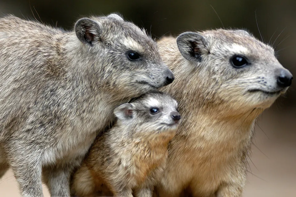 Dierenfamilies