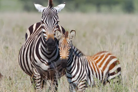 Zebra