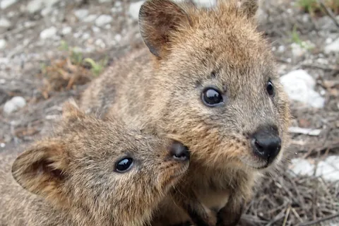 Quokka