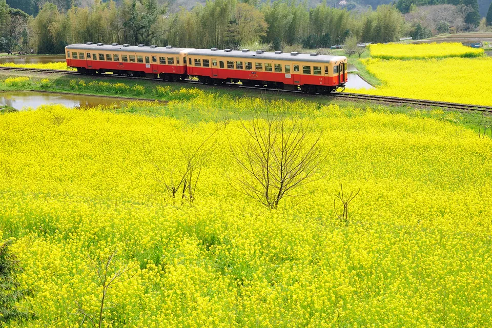 日本の季節の花
