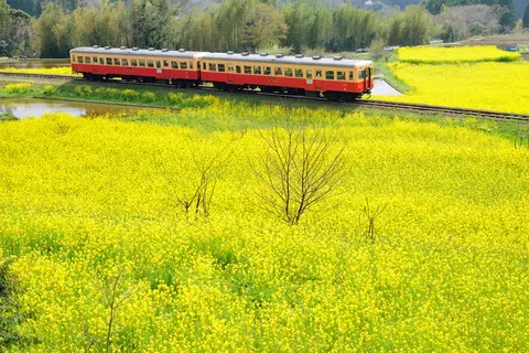 日本の季節の花