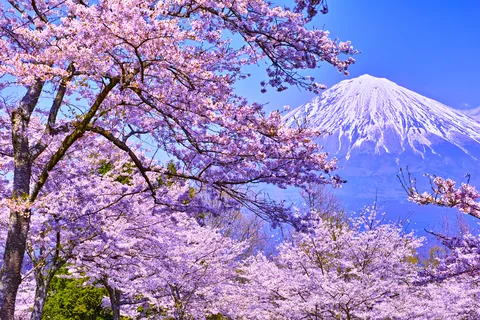 桜 開花時期:3~4月