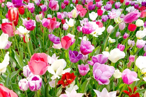 チューリップ 開花時期:3~5月