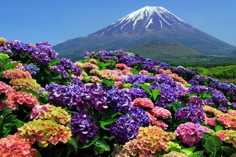 アジサイ 開花時期:5~7月