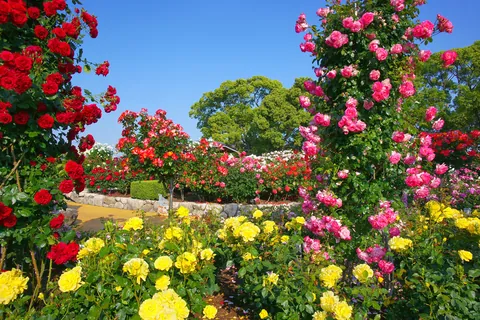 バラ 開花時期:5~10月