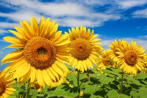 ヒマワリ 開花時期:7~9月