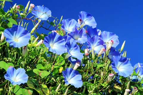 アサガオ 開花時期:7~9月