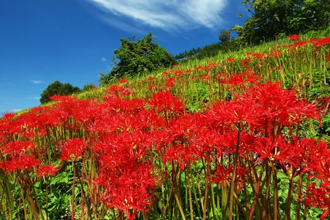 ヒガンバナ 開花時期:7~10月