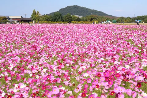 コスモス 開花時期:6~11月