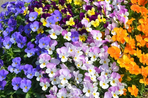 パンジー 開花時期:10~5月