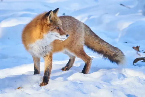 雪上の動物たち