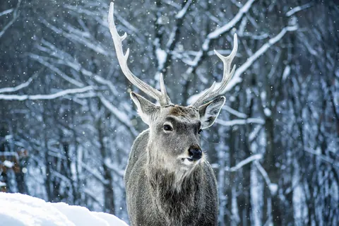 Cerf sika d’Hokkaido