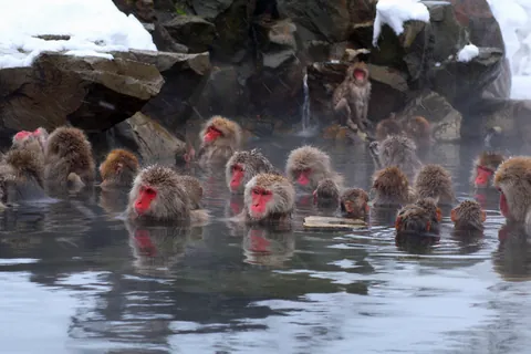 Macaque japonais