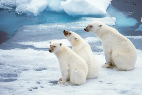 Ours polaire