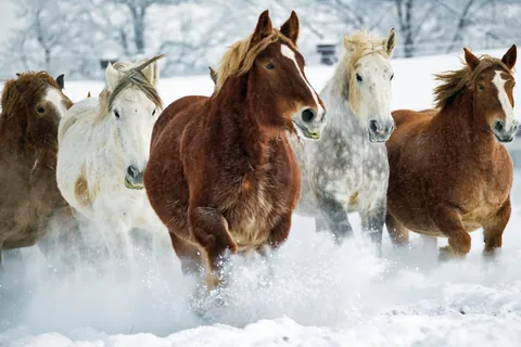 Cheval
