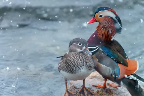 Canard mandarin