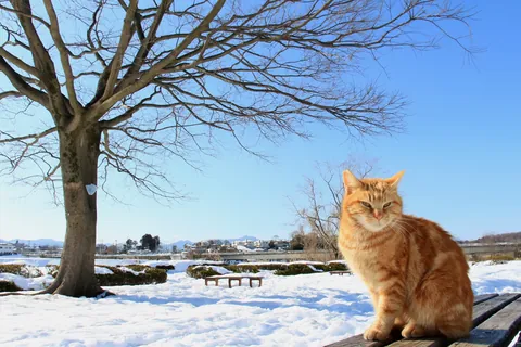 Chat