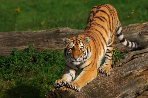 Tigre