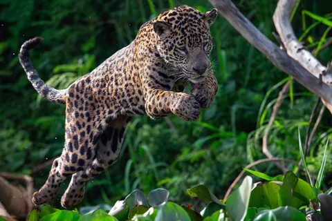 Jaguar