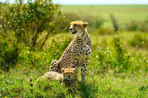 Guépard