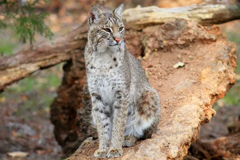 Lynx roux