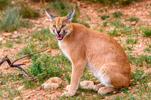 Caracal