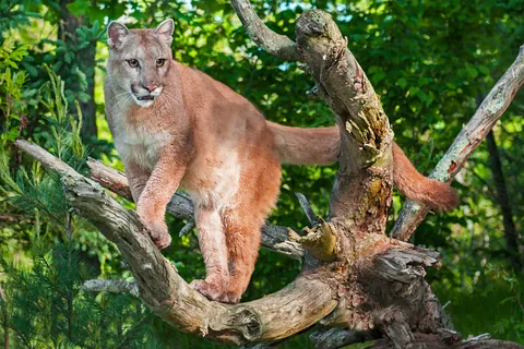 Puma