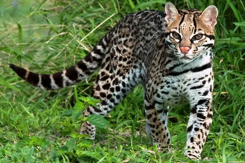 Ocelot