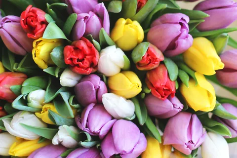 Arranjo de tulipas