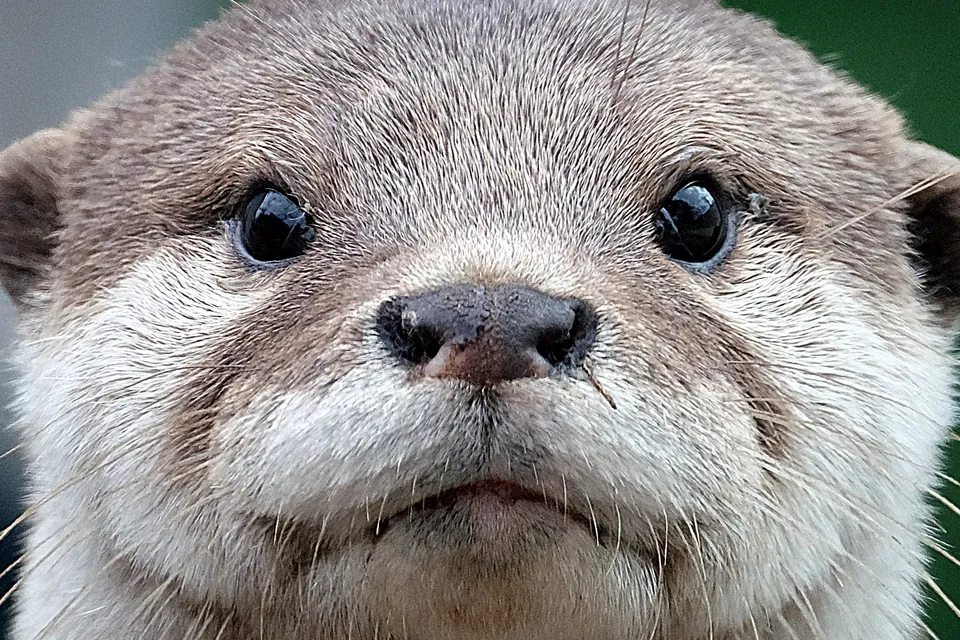 どアップアニマル