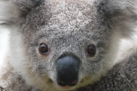 コアラ
