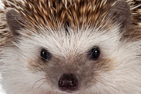 ハリネズミ