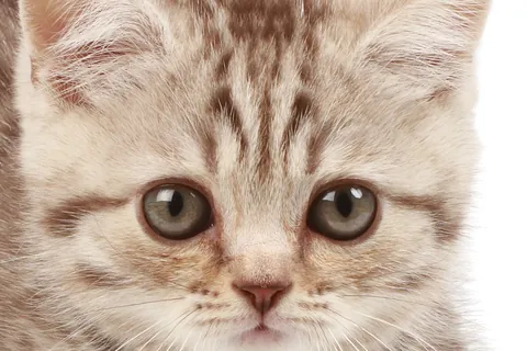 ネコ