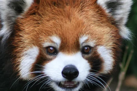 レッサーパンダ