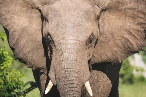 アフリカゾウ