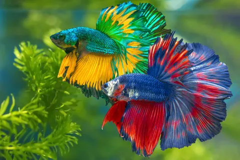 Betta