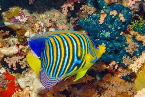 Pesce angelo reale