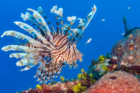 Pesce leone
