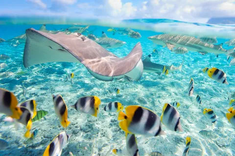 Pesce farfalla a doppia sella